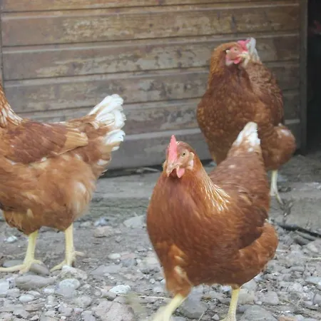 Ferienparadies Hugenhof Simonswald