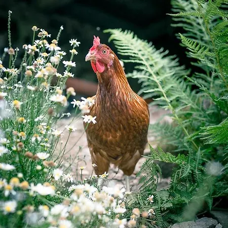 Apartment Ferienparadies Hugenhof